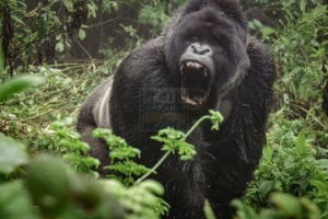 10 Days Congo gorilla safari tour, chimpanzee trekking safari