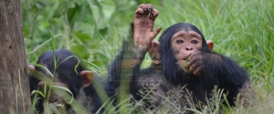 chimpanzee trekking in uganda