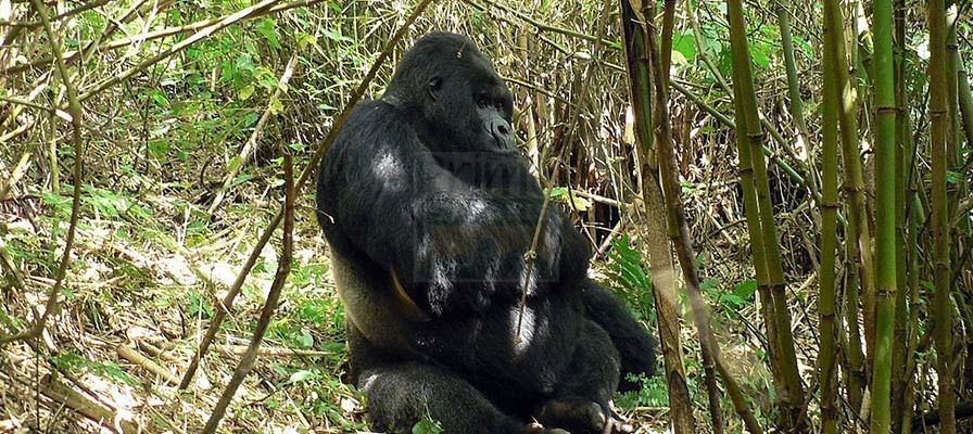rwanda gorilla trekking safaris tours