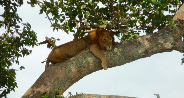 Tree Climbing Lion in Queen Elizabeth National Park
