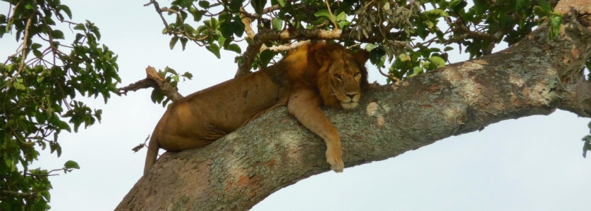 Tree Climbing Lion in Queen Elizabeth National Park