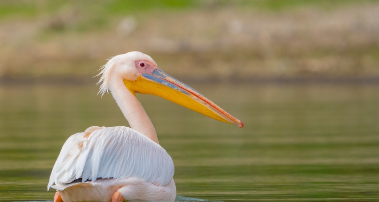 1 Day Kenya Tour to Lake Naivasha, Crescent Island & Hells Gate National Park