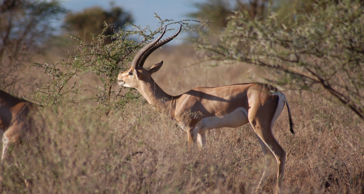 10 Days Classic Safari Kenya Adamsons Footsteps