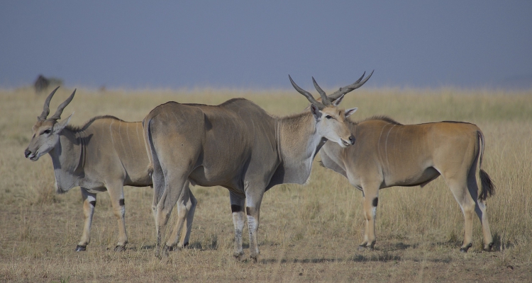 10 Days Combined Kenya Safari Tour & Tanzania Safari Holiday