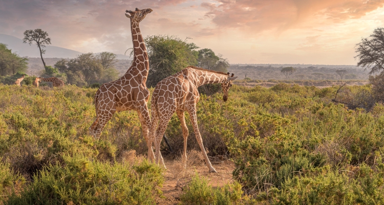 10 Days Kenya Fly in Safari Masai Mara Game Reserve, Samburu National Park & Chyulu Hills