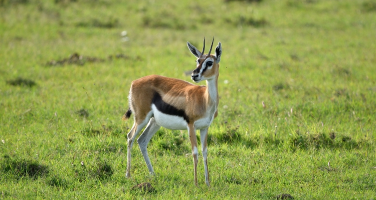 10 Days Masai Mara Safari Kenya & Lewa Meru Safari in Tanzania