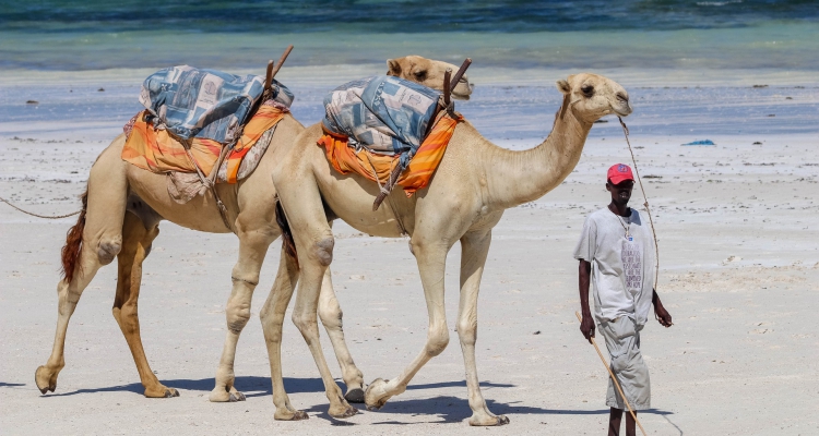 10 Days Masai Mara Safari Kenya Tour, Chyulu Hills & Diani Beach Kenya Safari