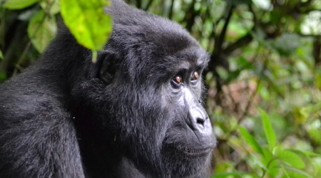 12 Days Combined Uganda Safari Tour & Rwanda Gorilla Safari Tour With Wildlife Adventure