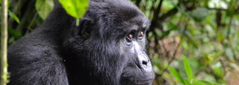 12 Days Combined Uganda Safari Tour & Rwanda Gorilla Safari Tour With Wildlife Adventure