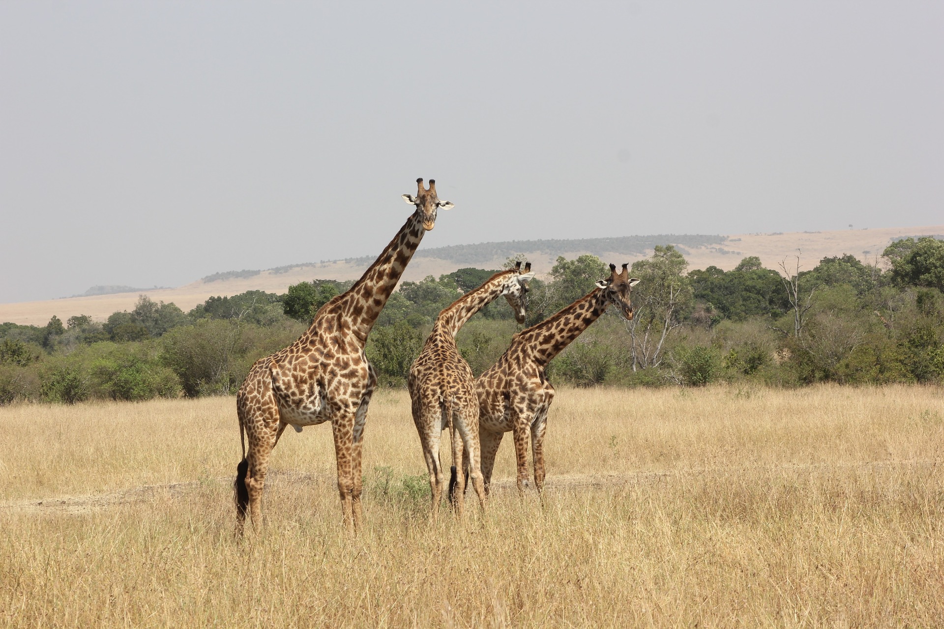 Congo Rwanda and Tanzania Safaris