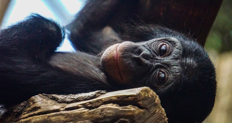 16 Days Uganda Rwanda Gorilla Trekking Safari & Wildlife Tour