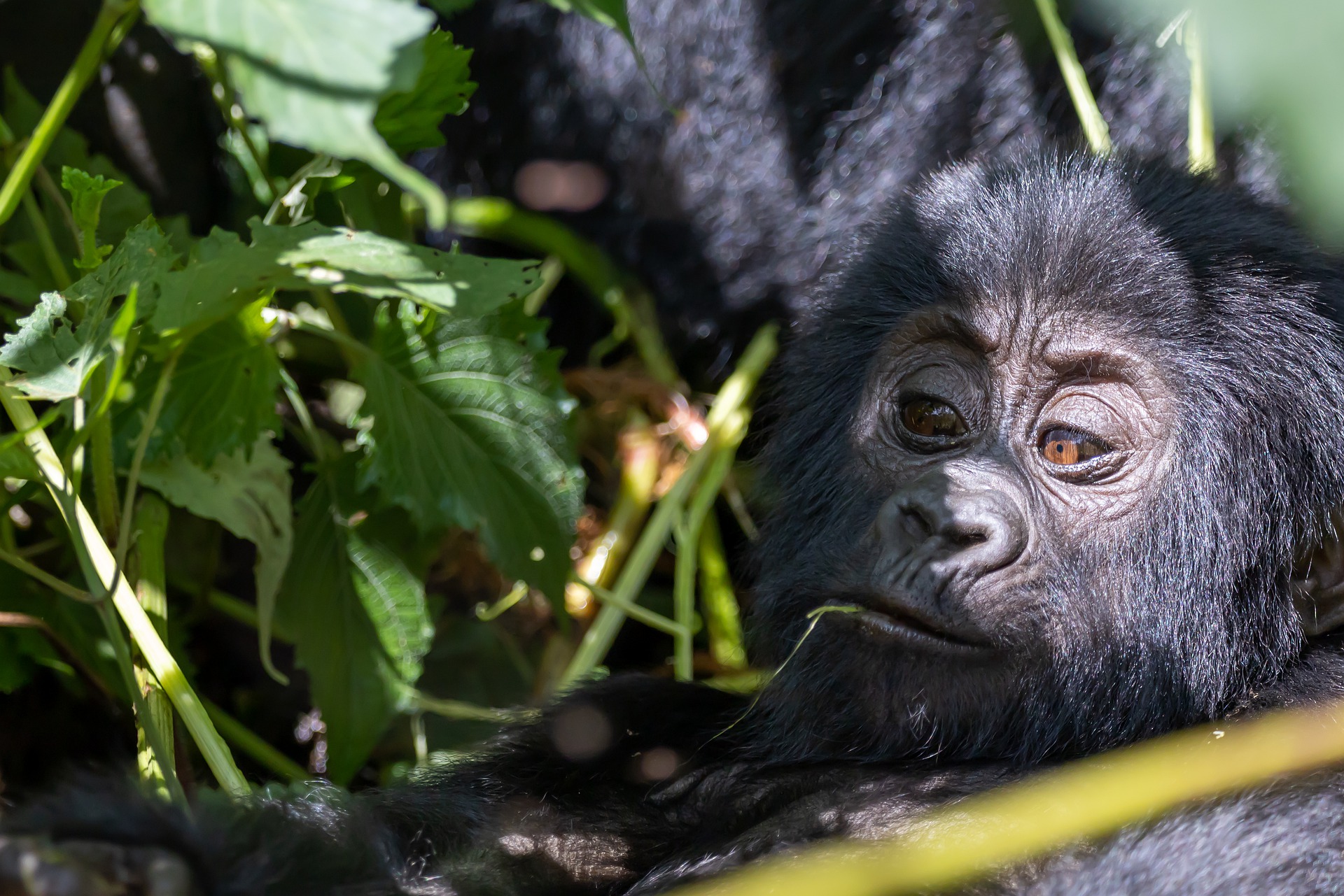 2 Days Gorilla trekking Uganda safari to Bwindi from Kigali