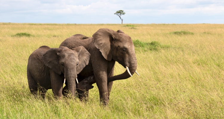 2 Days Masai Mara Safari Kenya Wildlife Safaris Tour