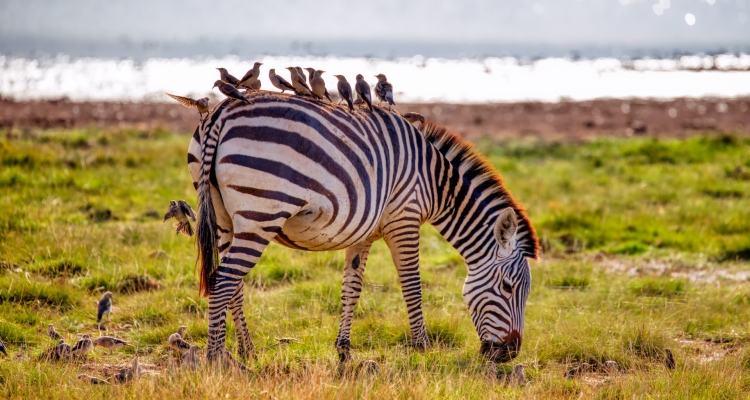 3 Days Amboseli National Park Safari Kenya Wildlife Tour