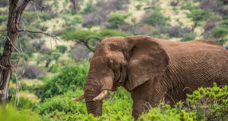 3 Days Samburu National Park Safari In Kenya TOUR