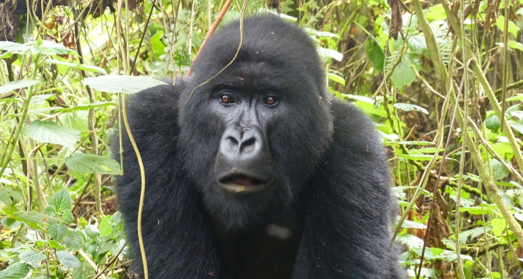 4 Days Combined Uganda Safari Tour Rwanda Gorilla Trekking Safari