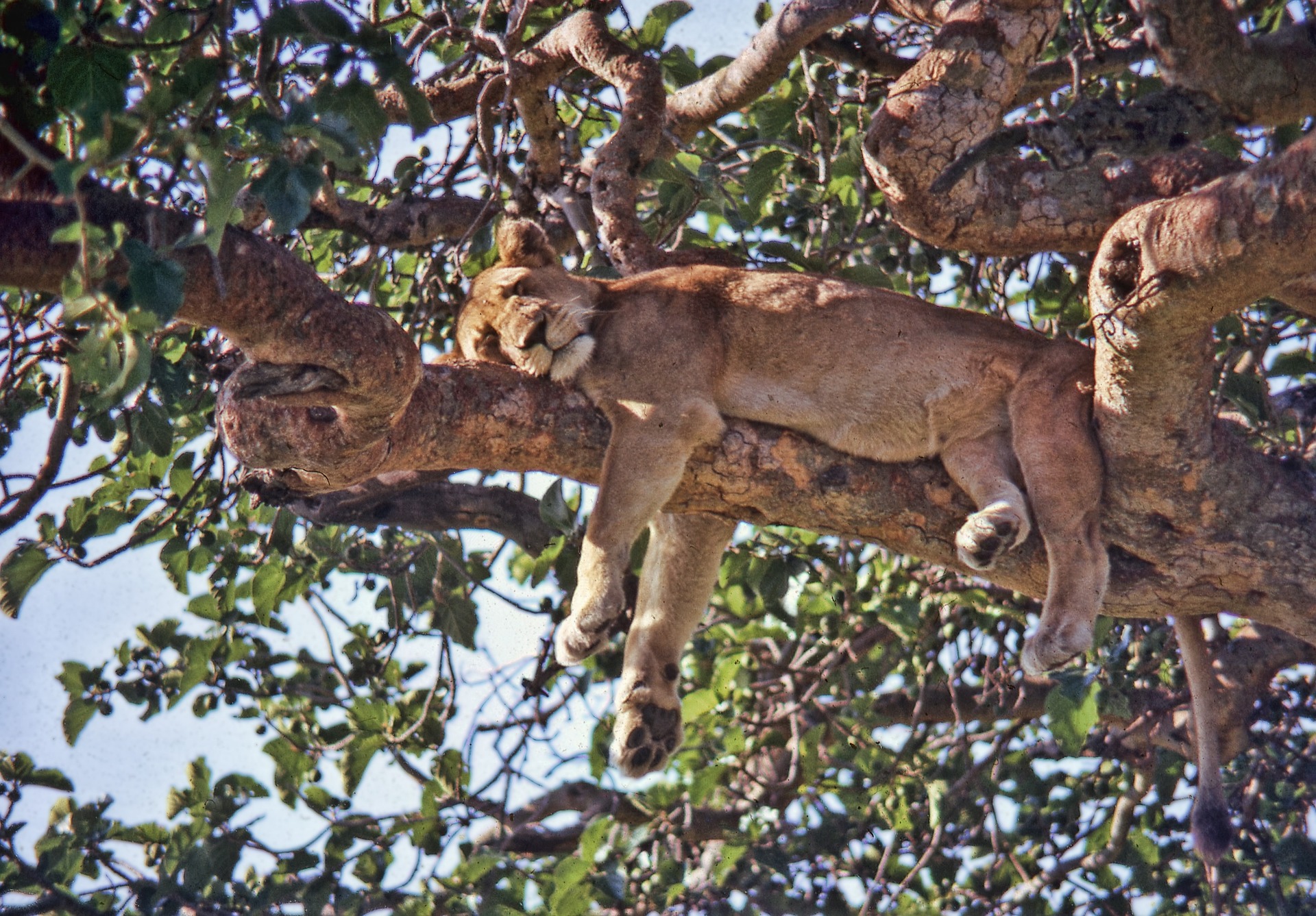 Tree Climbing Lions Adventure Safari in Uganda