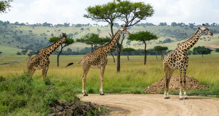 6 Days Masai Mara Safari Kenya Tour & Great Rift Valley Kenya Tour