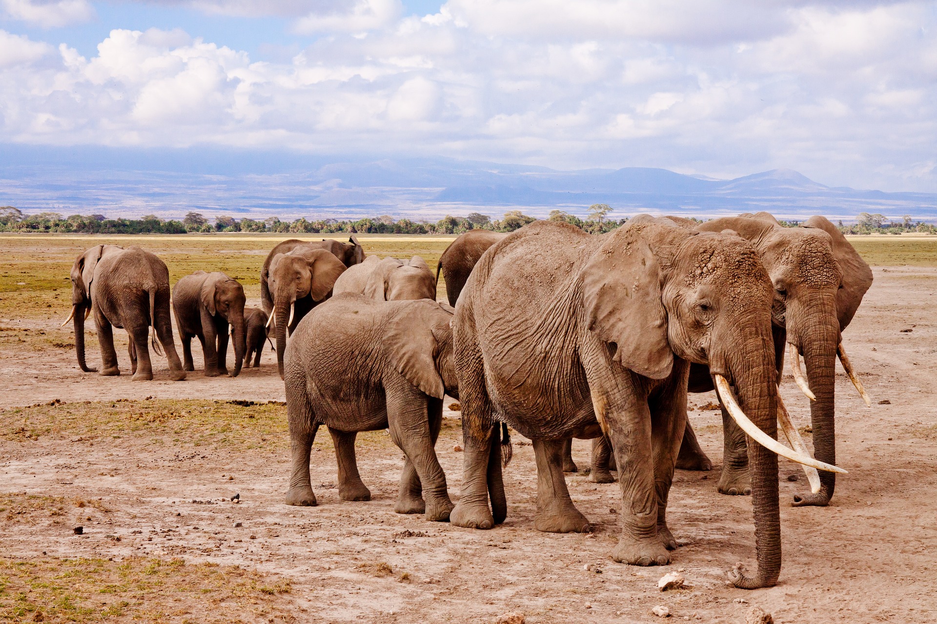 Uganda and Kenya Safari Tours