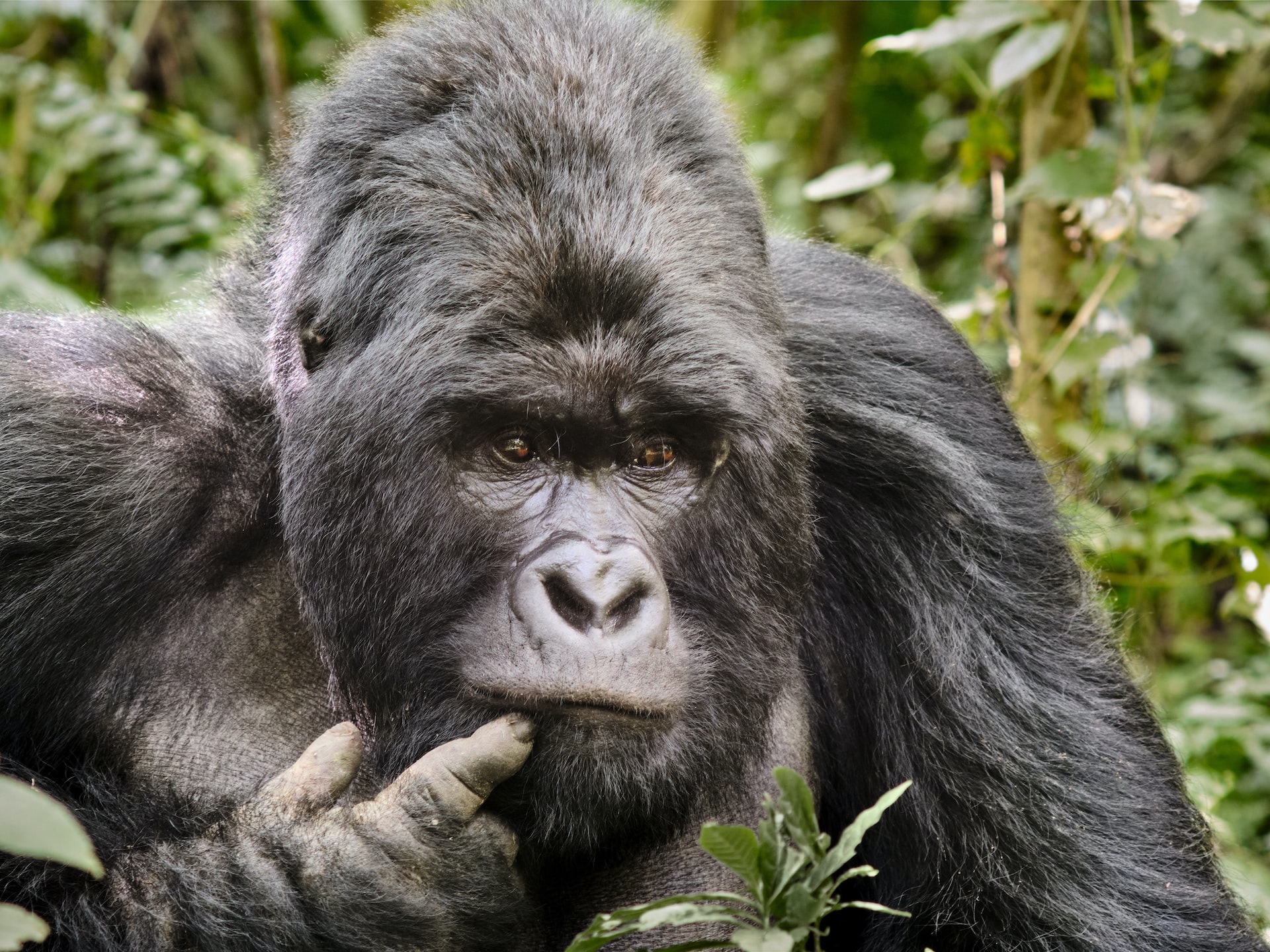 Rwanda Congo and Tanzania Safaris