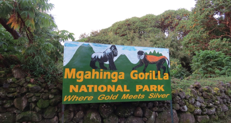 Mgahinga Gorilla National Park, Uganda Gorilla trekking safari