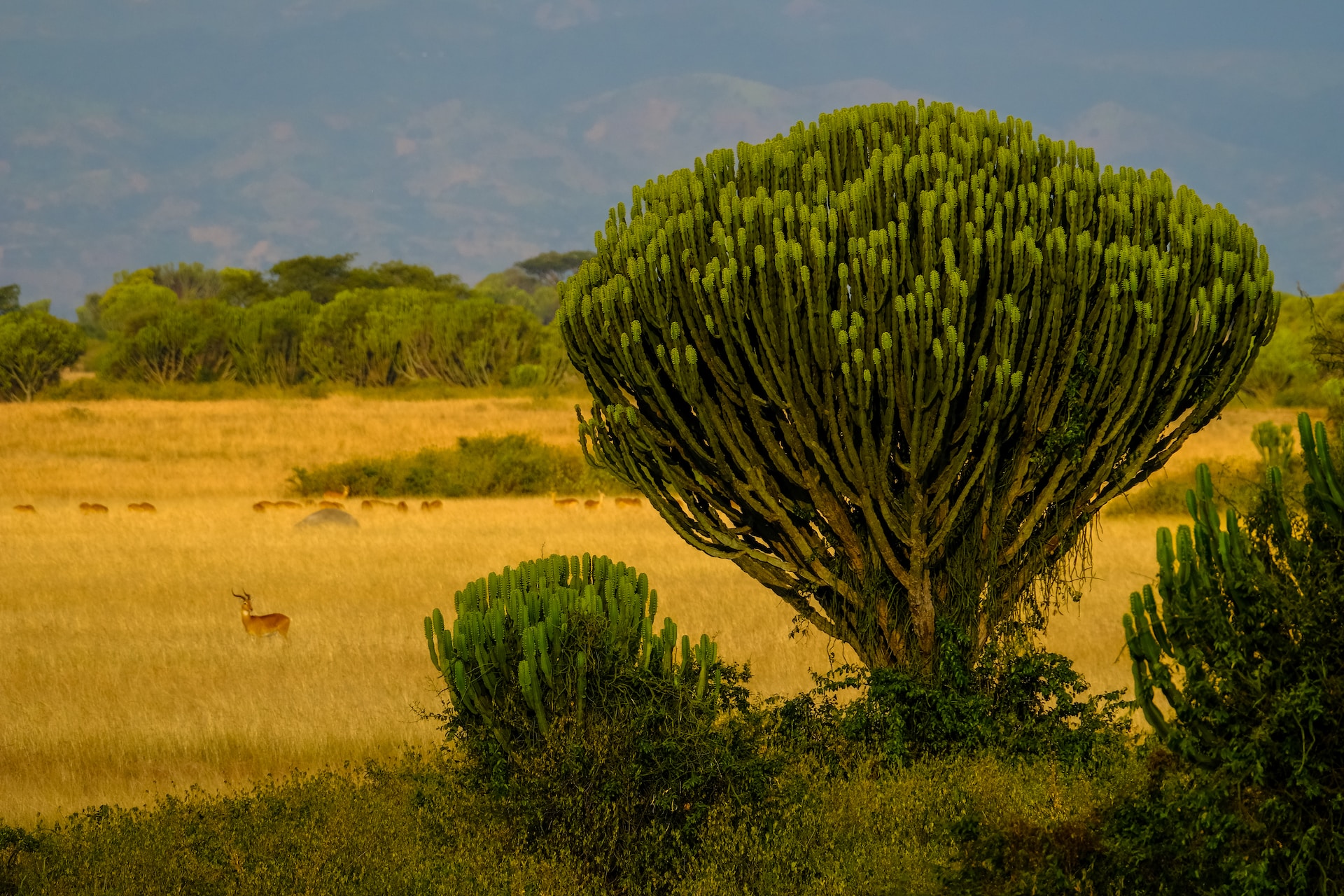 Tree Climbing Lions Adventure Safari in Uganda