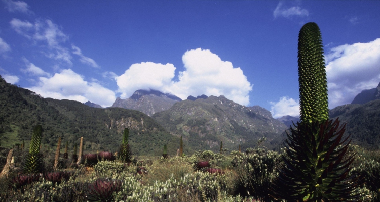Rwenzori Mountain National Park