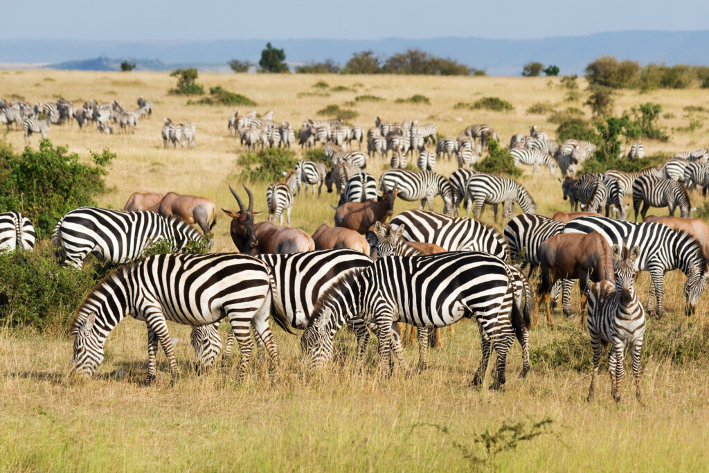 Kenya Safari Tours