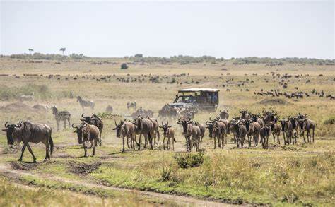 Kenya Uganda Safaris