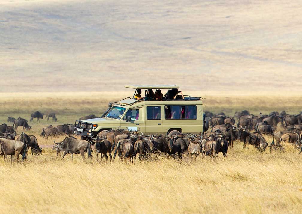 Tanzania Safaris