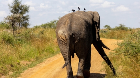 Uganda Safari Attractions