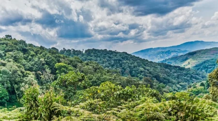 Bwindi Impenetrable Forest National Park