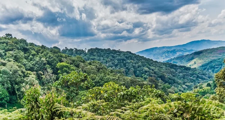 Bwindi Impenetrable Forest National Park