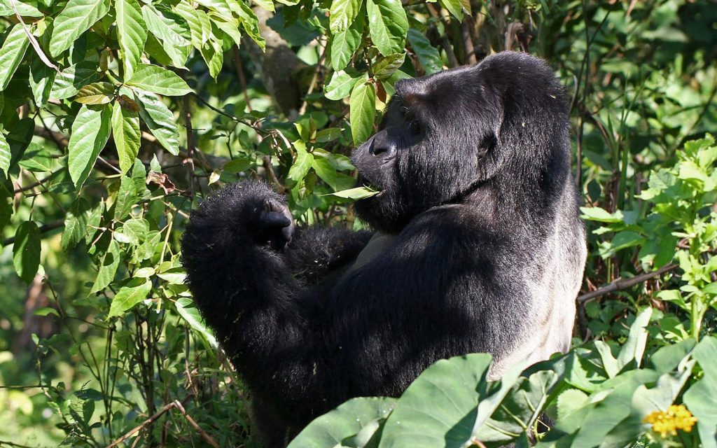 Wildlife in Bwindi Impenetrable National Park