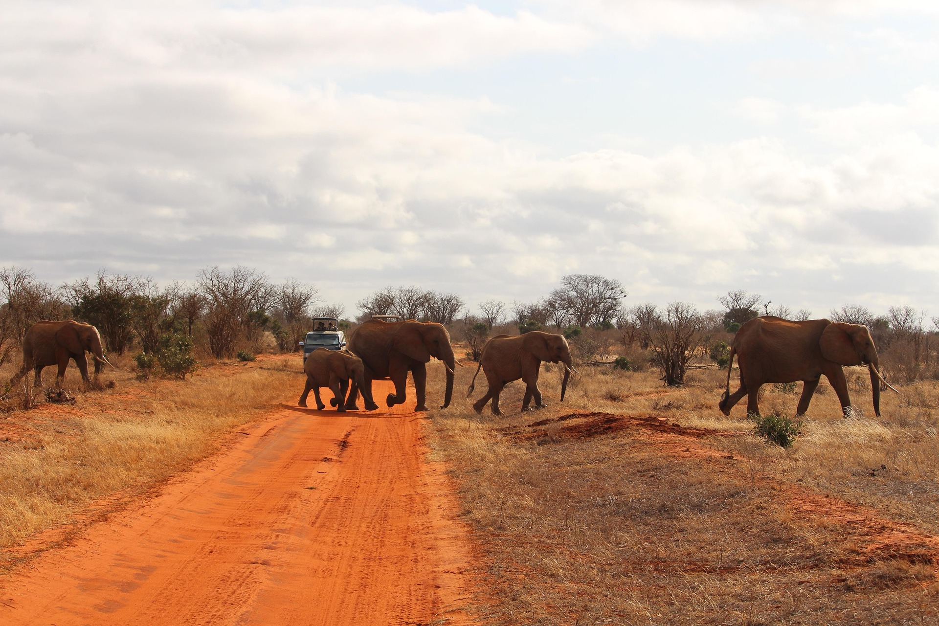 Tsavo east National Park Kenya