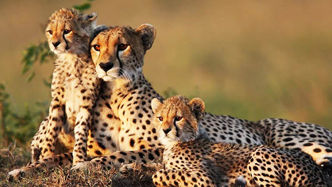 Meru National Park Kenya