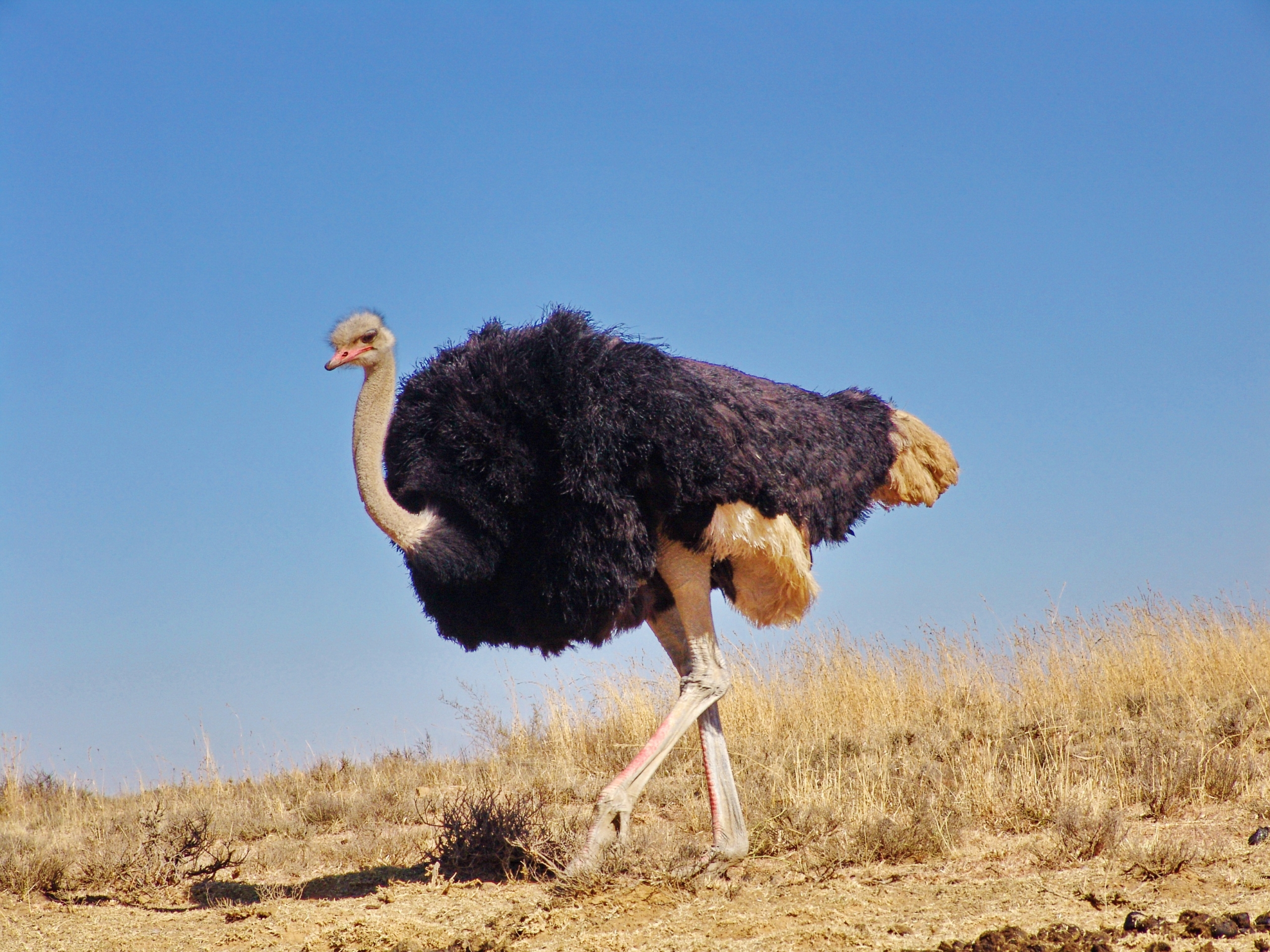 Birdwatching in Uganda