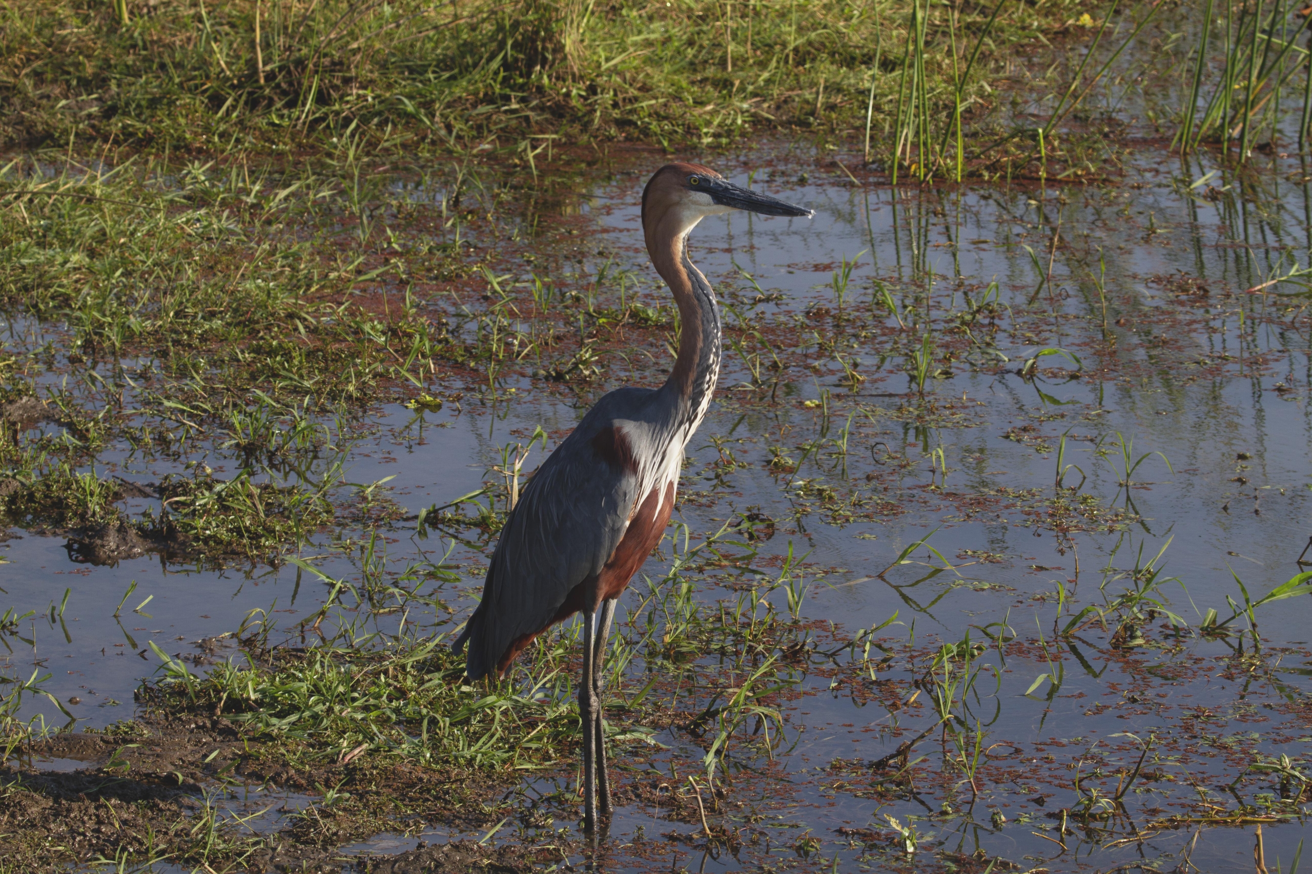 Ruaha National Park Tanzania
