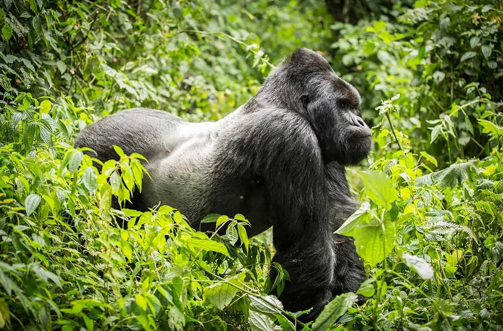 Uganda Congo Safaris