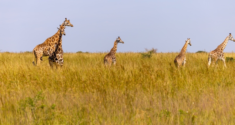 Uganda Kenya Safaris